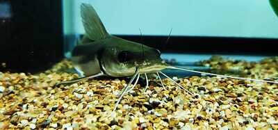 Widehead catfish - (Clarotes laticeps)