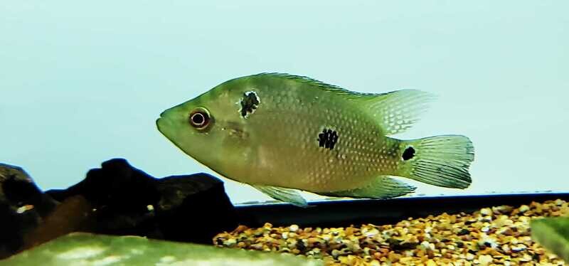 Trimac/Three Spot Cichlid (Cichlasoma trimaculatum)