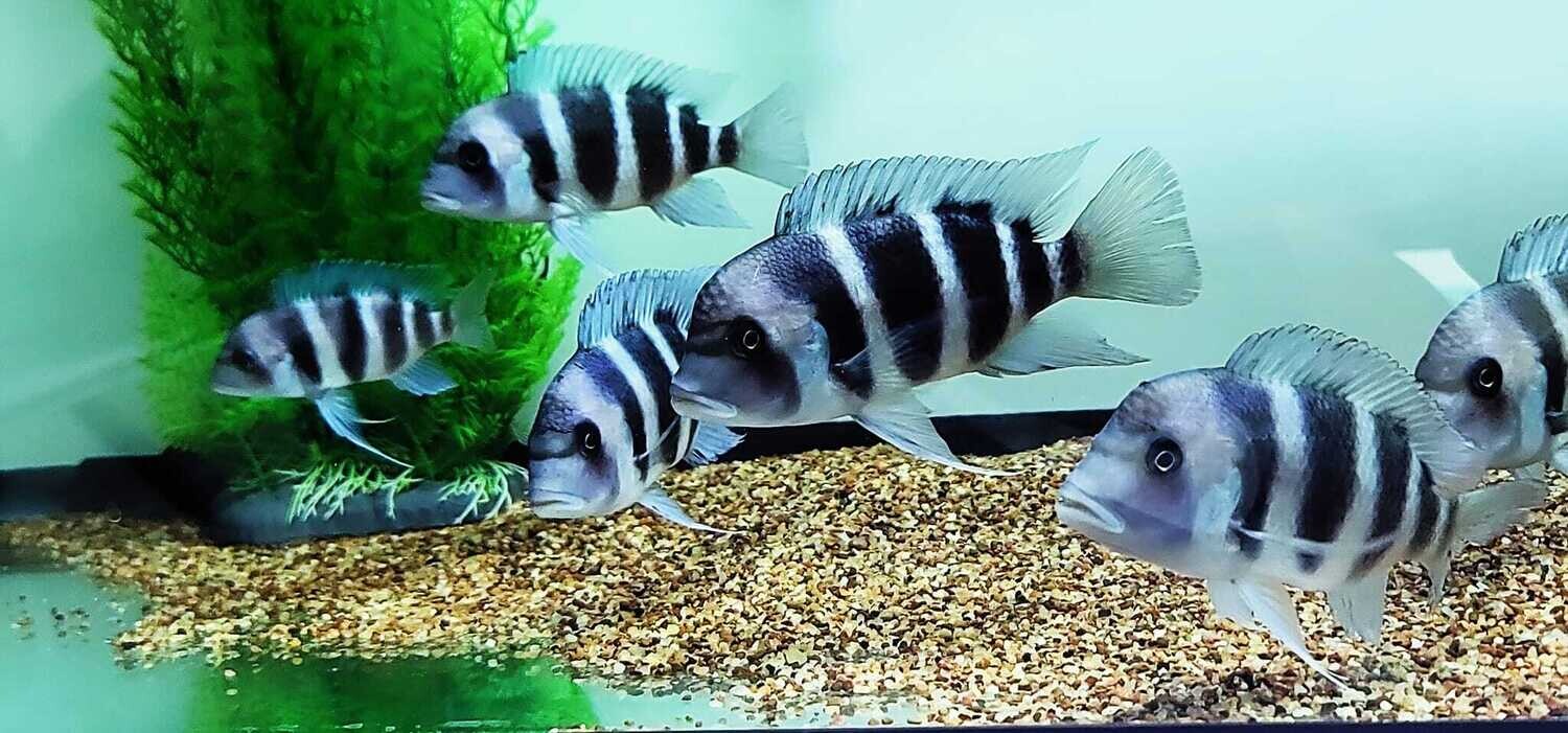 Frontosa Cichlid/Burundi Frontosa - (Cyphotilapia Frontosa)