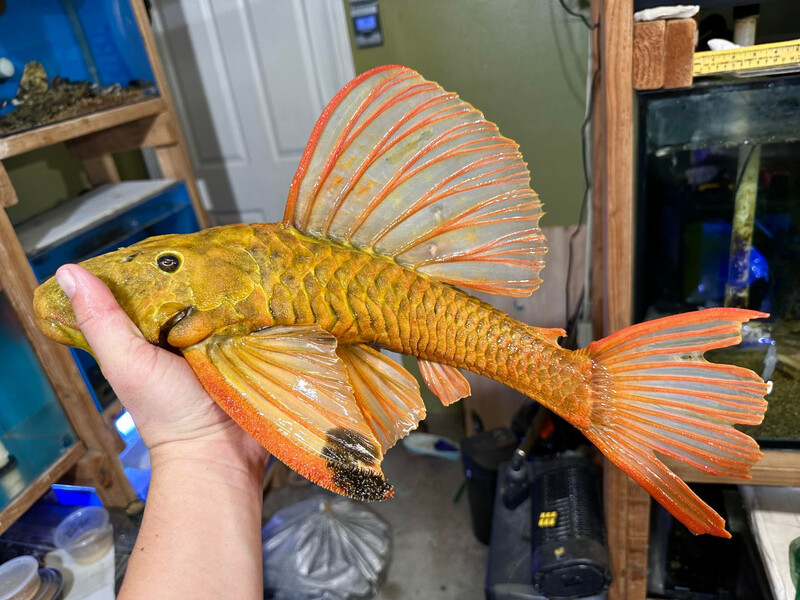 Hypostomus Luteus Phase III (Golden Sailfin Pleco)