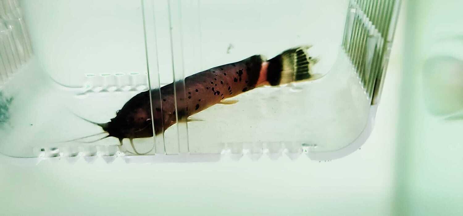 Electric Catfish - (Malapterurus electricus)