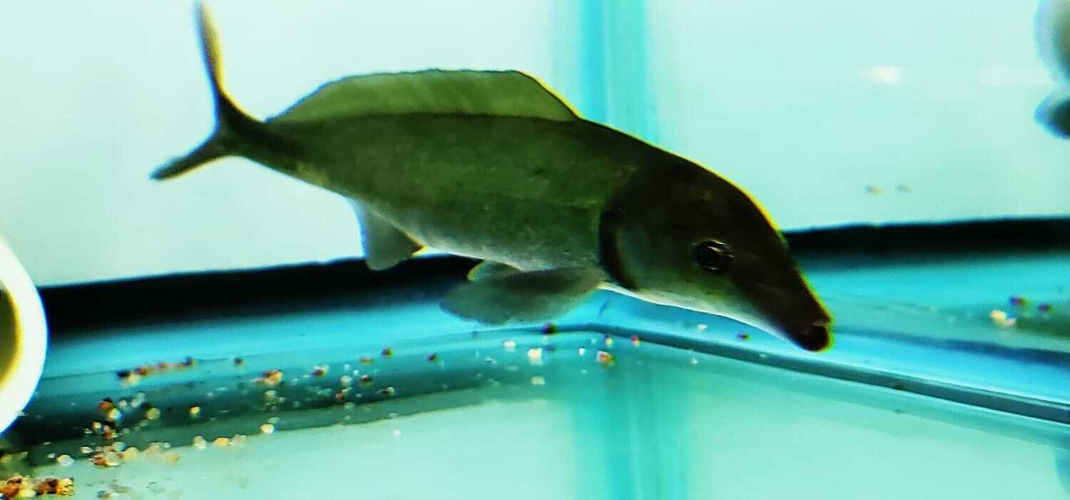 Freshwater Dolphin Fish - (Mormyrus Longirostris)