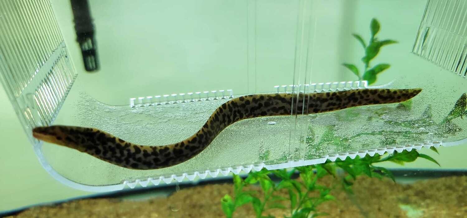 Tiger Moray Eel (Gymnothorax polyuranodon)