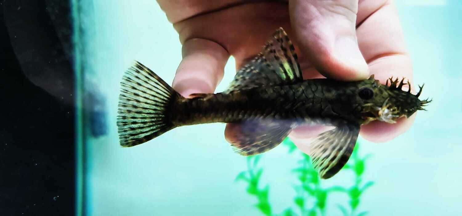 Common Bristlenose Catfish - (Ancistrus cf. cirrhosus)