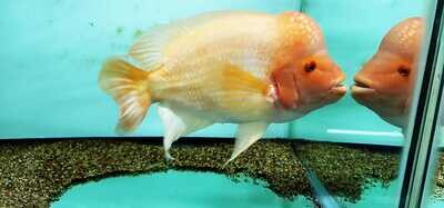 Red Devil Cichlid/Midas Cichlid/Midevil Cichlid - (Amphilophus Citrinellus)