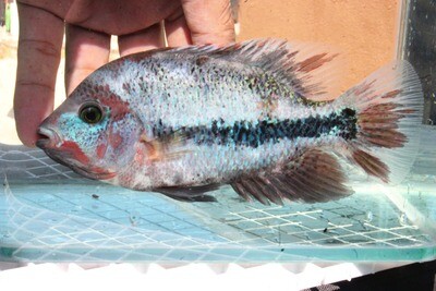 Marbled Fenestratus - (Vieja fenestrata), Size: 4&quot; - 6&quot; Approx., Fenestratus: Fenestratus 1