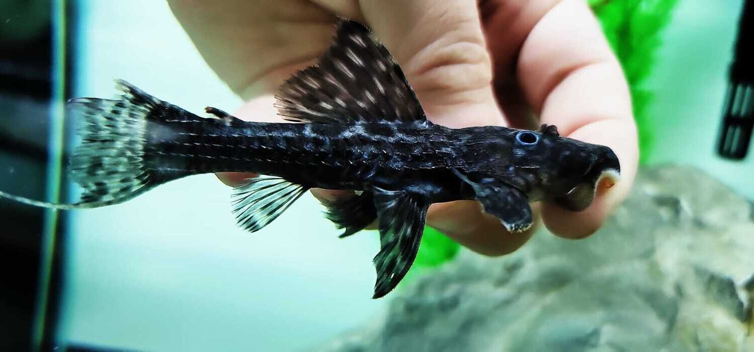 Tailstriped Cactus Pleco L275 - (Pseudacanthicus sp.)