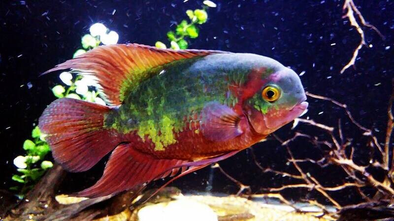 Fish Out of Stock
