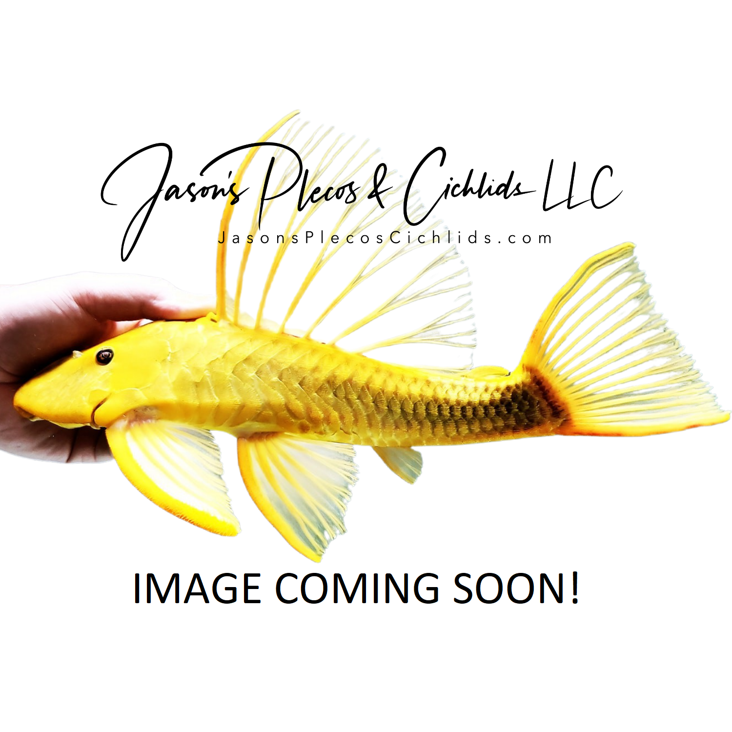 Gold Trunkhead Catfish - (Cryptarius truncatus)