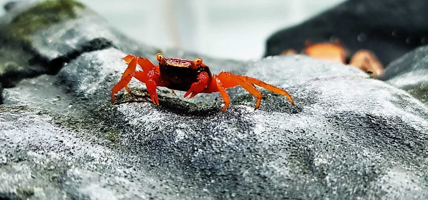 Vampire Crab - (Geosesarma dennerle)