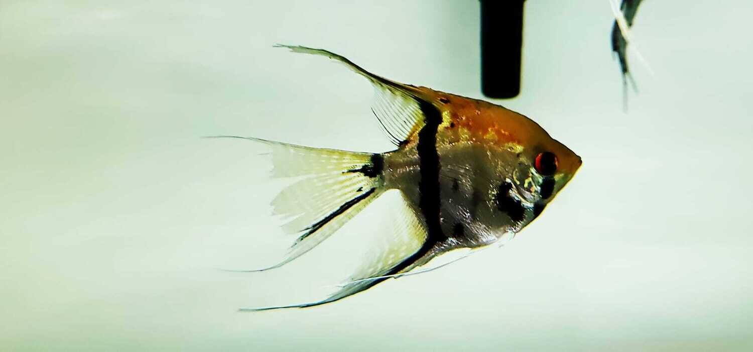 Angelfish - (Pterophyllum scalare)