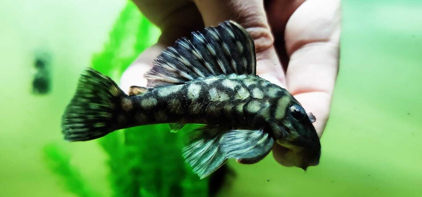 Brick Pleco L354 - (Spectracanthicus cf. zuanoni)