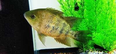 Bocourti Cichlid - (Cincelichthys bocourti)