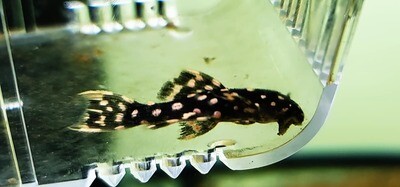 LDA105 Typhoon Pleco/Fire Spot Cactus Pleco - (Pseudacanthicus sp.)