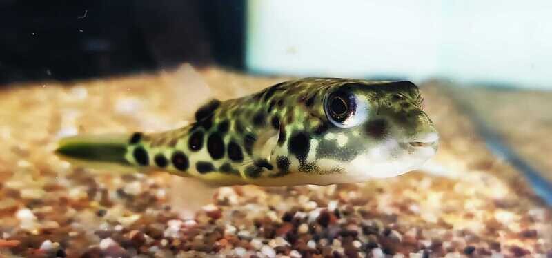 Cross River Puffer - (Tetraodon pustulatus) | Cross River Puffer For ...