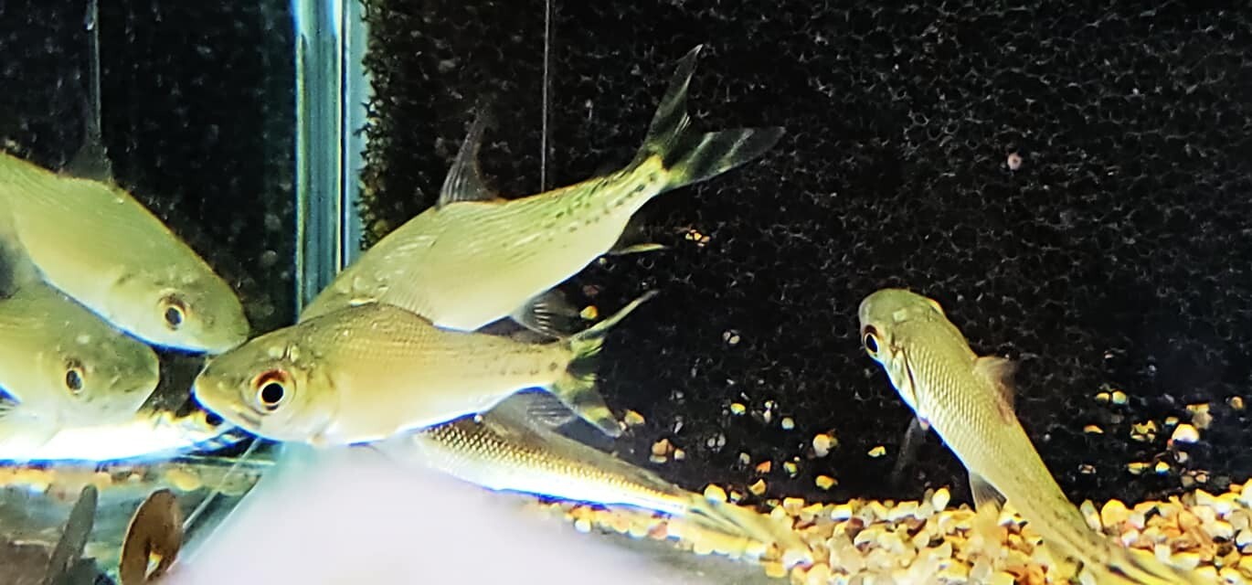 Flagtail Prochilodus Red (Semaprochilodus insignis)