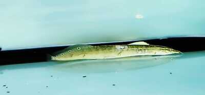 Peacock Eel - (Macrognathus siamensis)