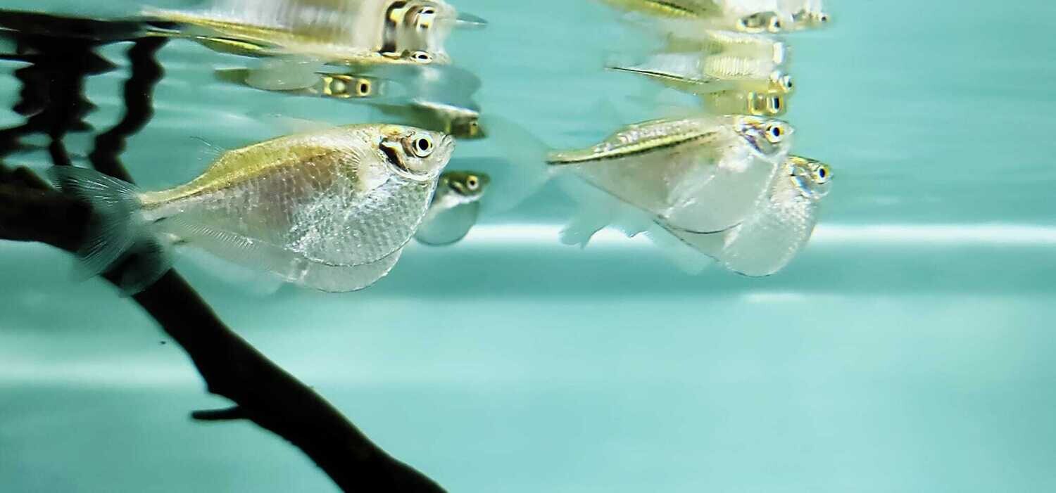 Silver Hatchetfish - (Gasteropelecus levis)