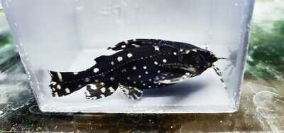Spotted Talking Catfish - (Agamyxis pectinifrons)