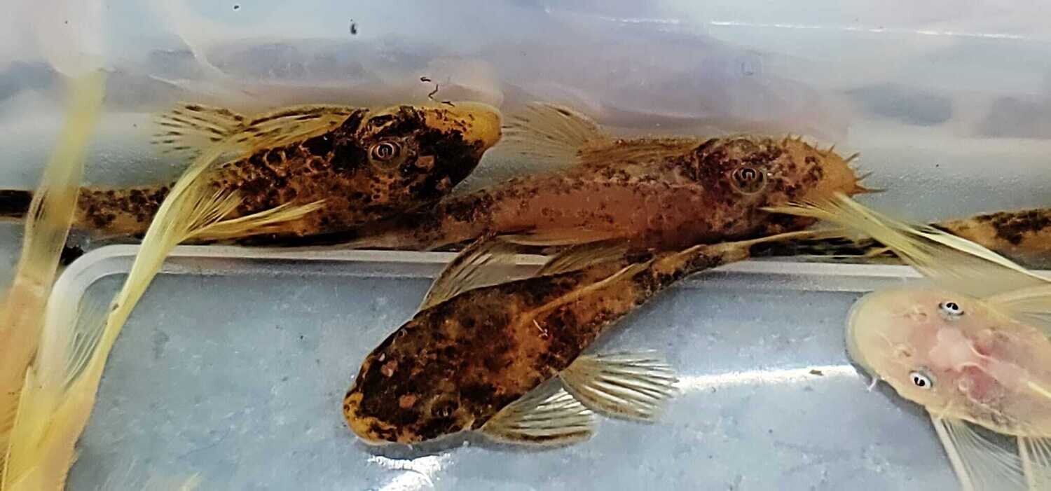 Common Calico Bristlenose Catfish - (Ancistrus cf. cirrhosus)