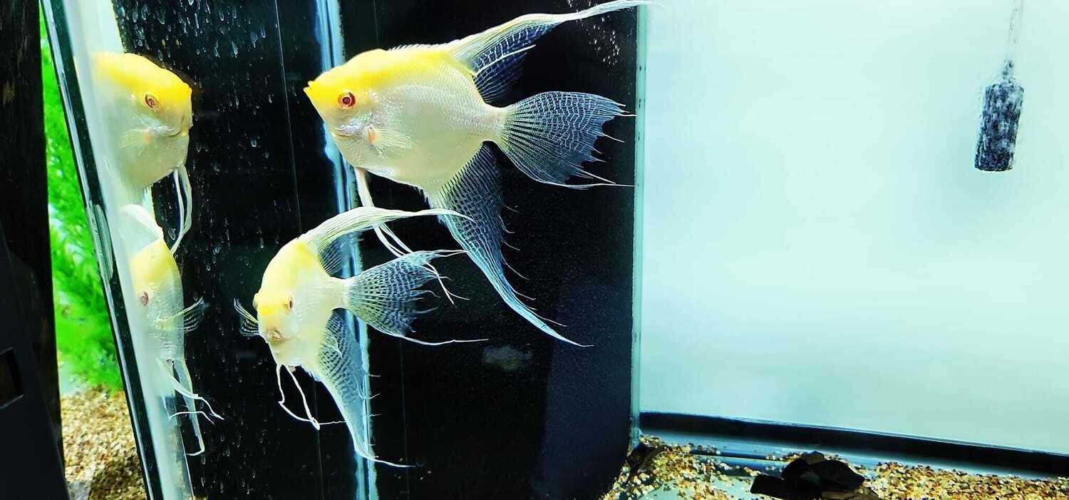 Albino Dantum Agelfish - (Pterophyllum scalare) Proven Breeding Pair