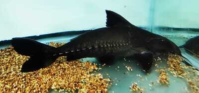 Black Talking Catfish - (Oxydoras niger)