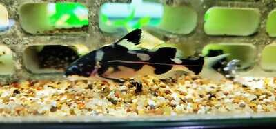 Harlequin Lancer Catfish - (Bagroides melapterus)