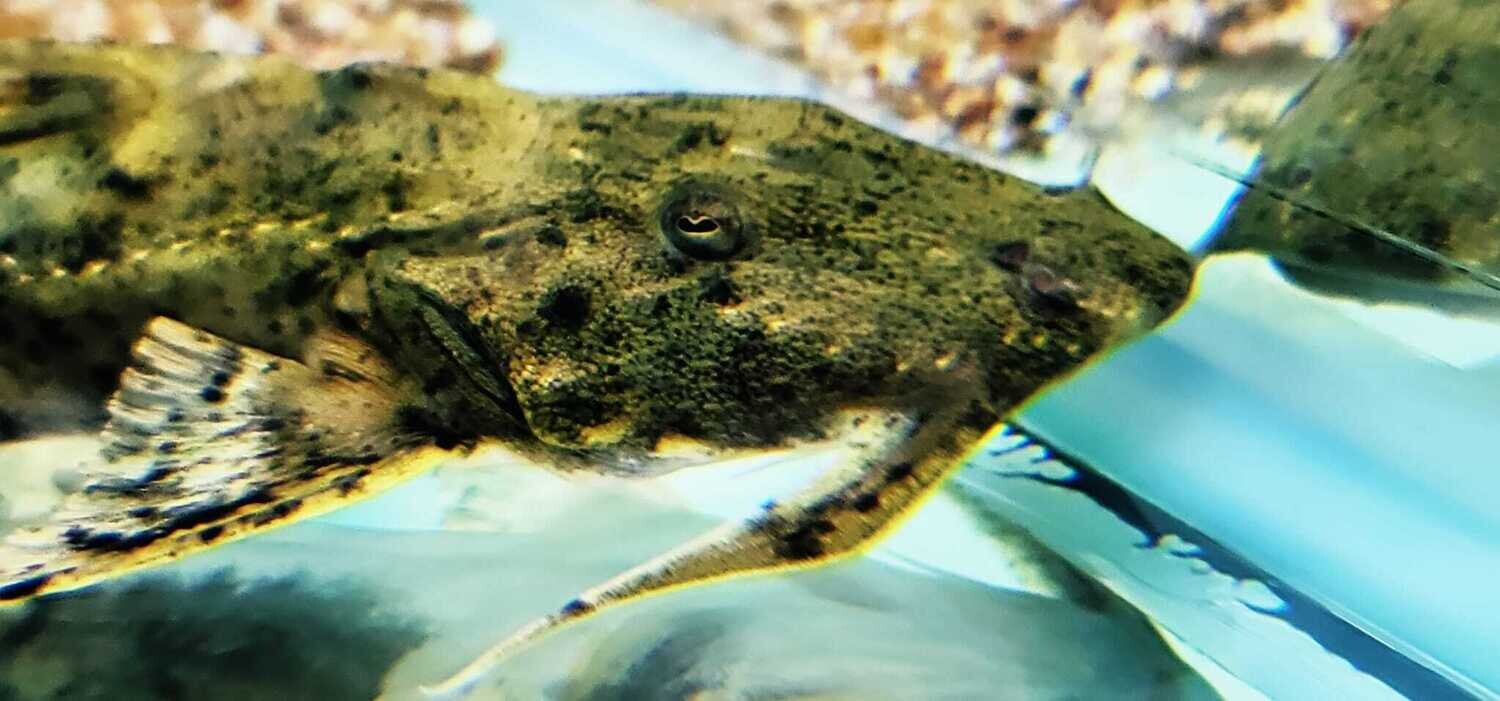 Yarrelli Goonch Catfish (Bagarius Yarrelli)