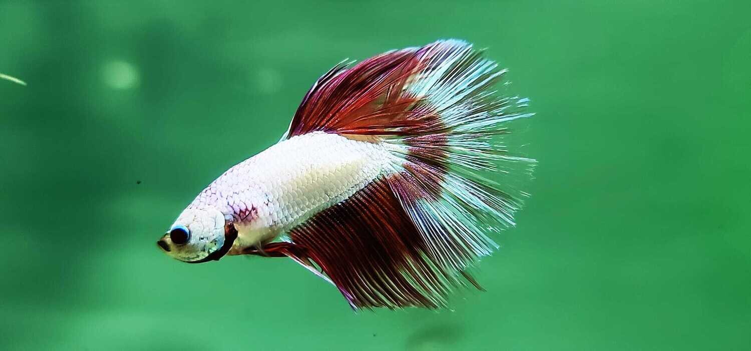 Plakat Betta - (Betta splendens)