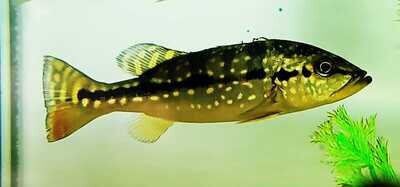 Azul Peacock Bass - (Cichla piquiti)