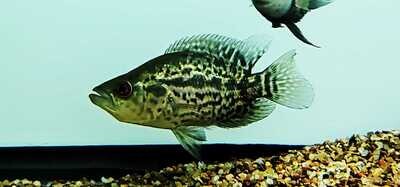 Jaguar Cichlid - (Parachromis managuensis)