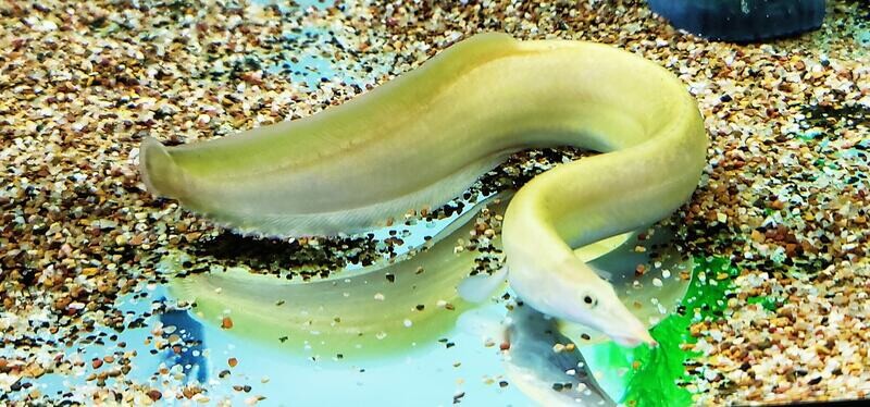 Eels