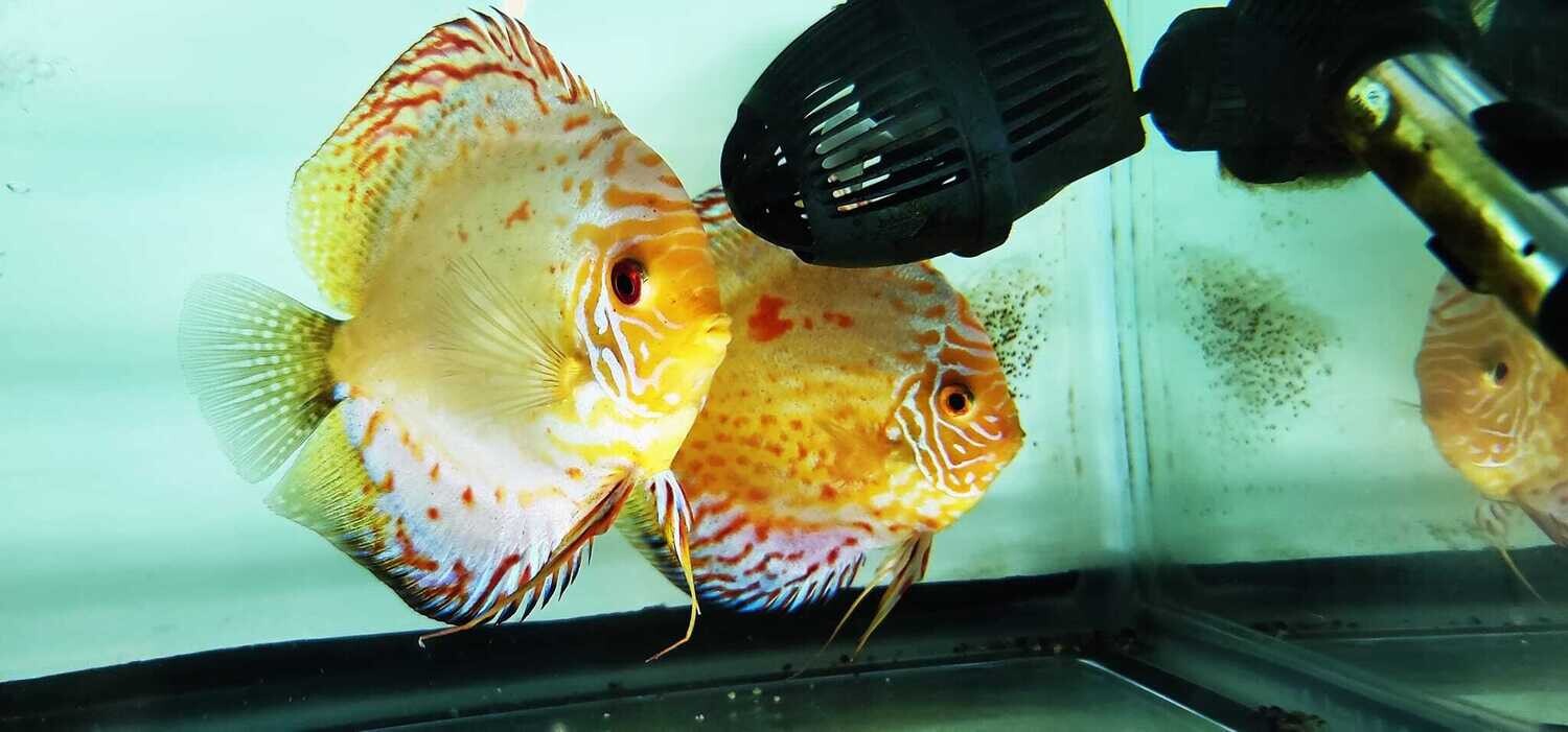 Breeding Pair Discus (Symphysodon aequifasciatus)