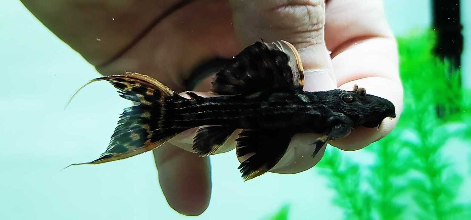 L025 Scarlet Cactus Pleco - (Pseudacanthicus pirarara)