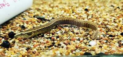 East Asian Spiny Eel - (Sinobdella sinensis)