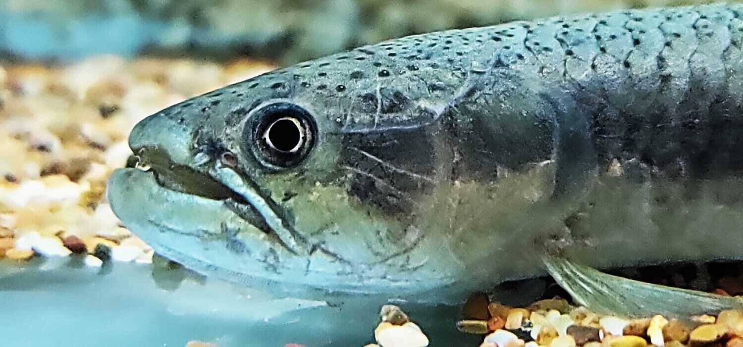 Rainbow Wolf Fish - (Erythrinus erythrinus)