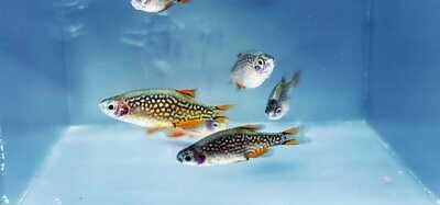 Celestial Pearl Danio/Galaxy Rasbora - (Danio margaritatus)