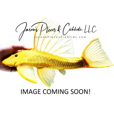L171 Greyspotted Hook Pleco - (Hopliancistrus xikrin)