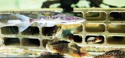 Piraiba Catfish - (Brachyplatystoma filamentosum) Brazil