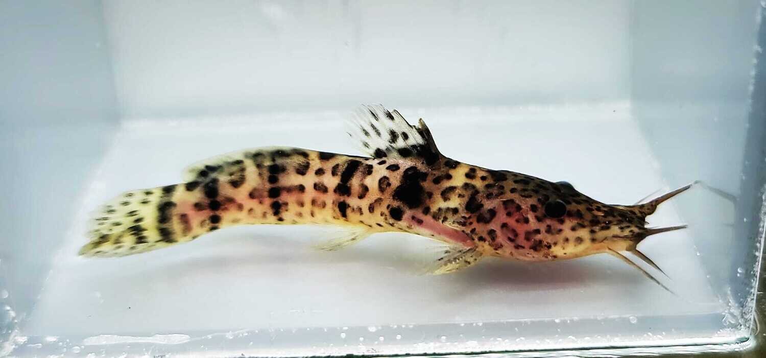 Dotted Catfish/African Shovelnose Catfish/Spotted Catfish - (Parauchenoglanis monkei)