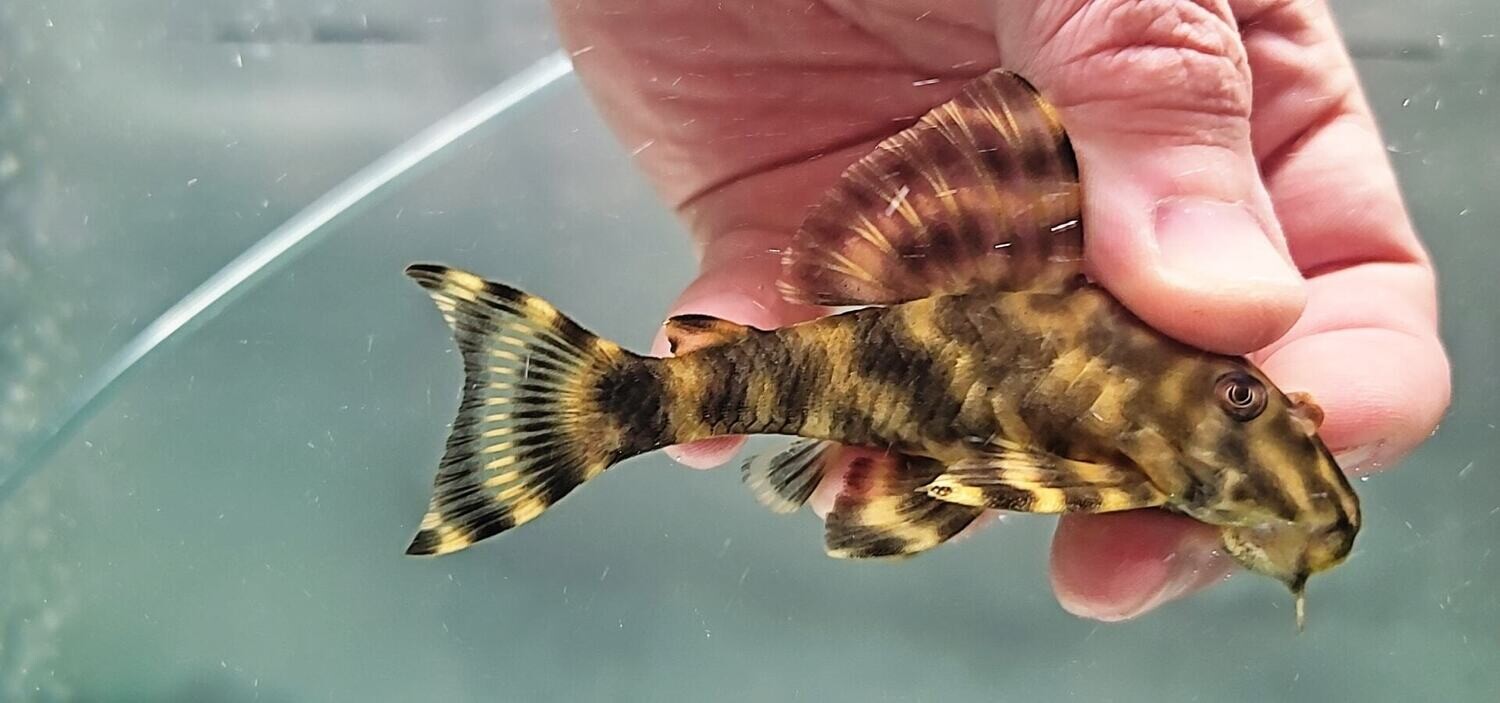 L477 Nhamunda Tiger Pleco - (Peckoltia sp.)