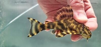 Nhamunda Tiger Pleco L477 - (Peckoltia sp.)