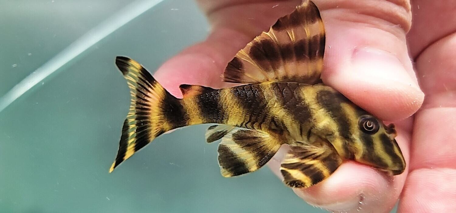 レア　Anne spore celect from pleco レア Anne spore celect from pleco Super Red Bristlenose Pleco