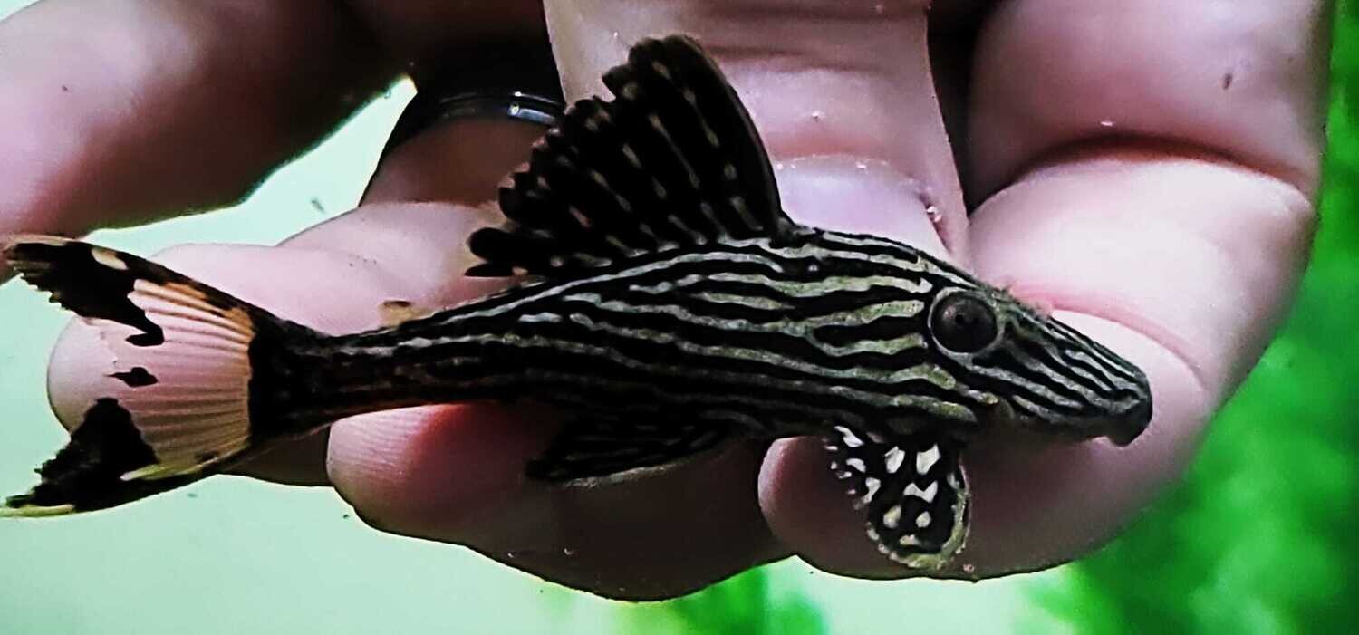 LDA106 Golden Royal Pleco - (Panaque sp.)