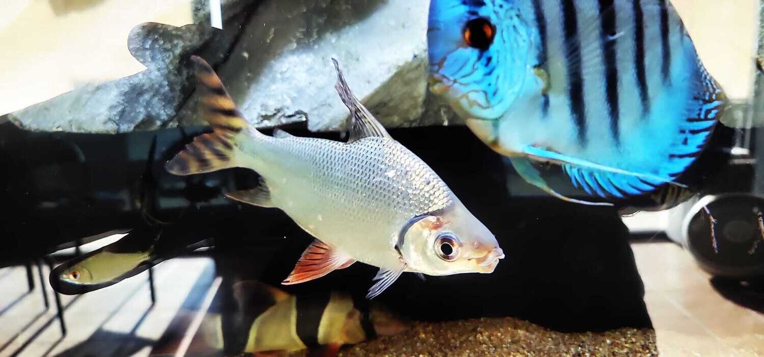 Flagtail Prochilodus (Semaprochilodus insignis) Red