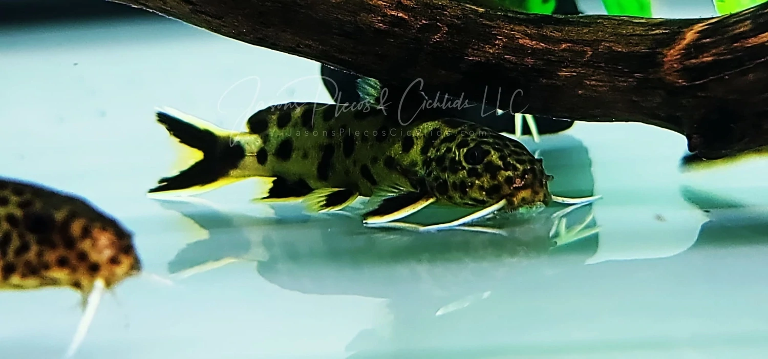 Dwarf Lake Synodontis - (Synodontis lucipinnis)