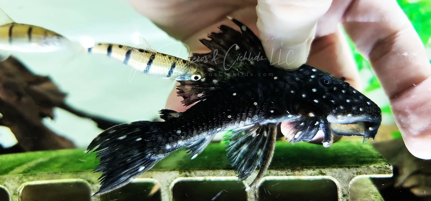 L473 Dottyback Vampire Pleco - (Leporacanthicus sp.)