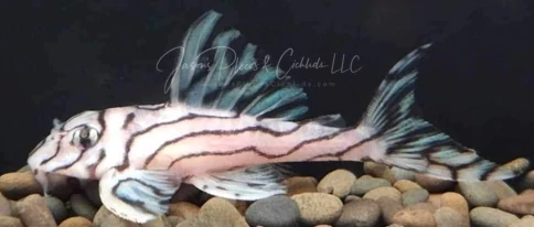 L046 Zebra Pleco JR Line For Sale Online (Hypancistrus zebra)