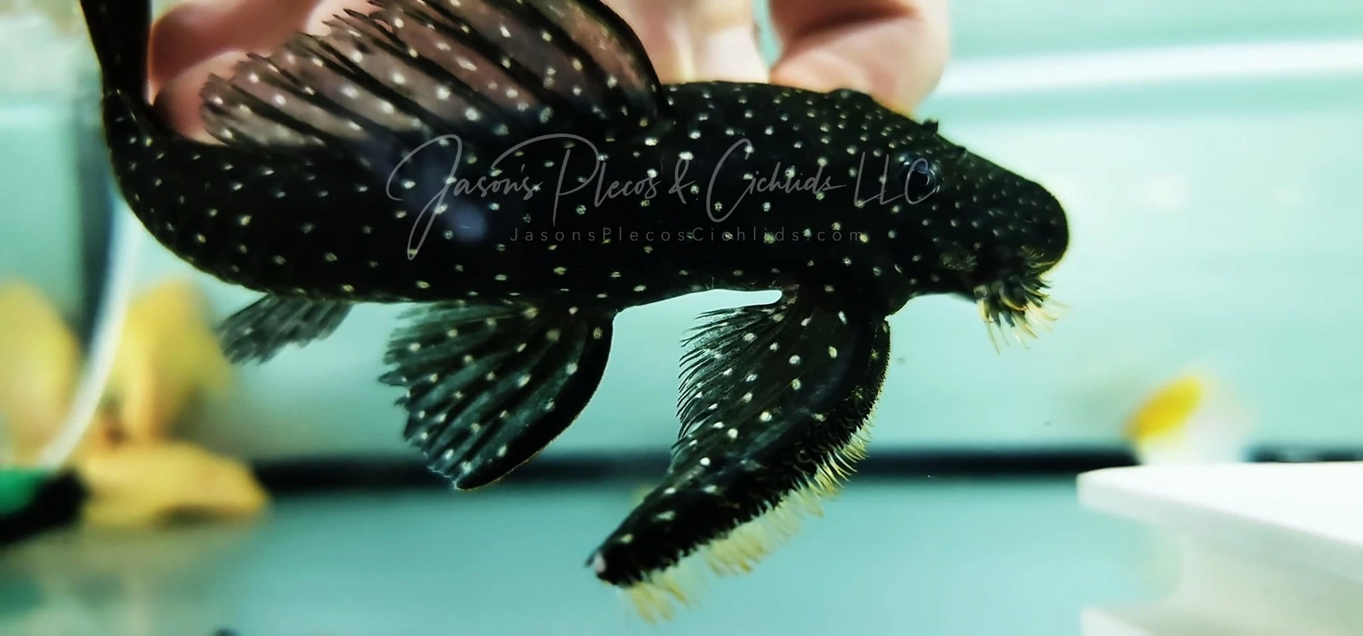 L235 Flyer Cat Pleco - (Pseudolithoxus anthrax)