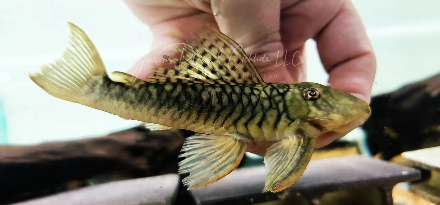 Plecos For Sale Online